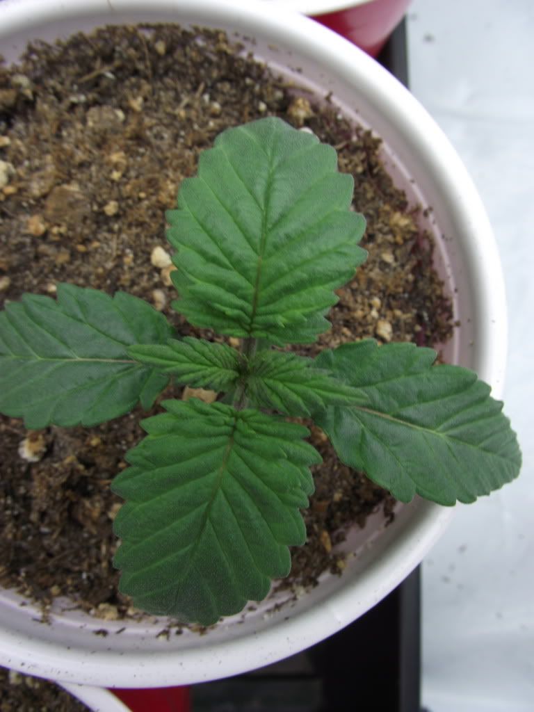 DSCF2196.jpg