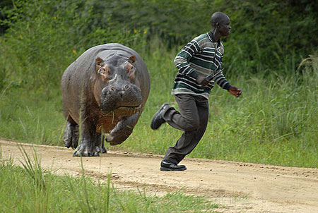 hippo-chase-pic-charles-hotham-371803949.jpg