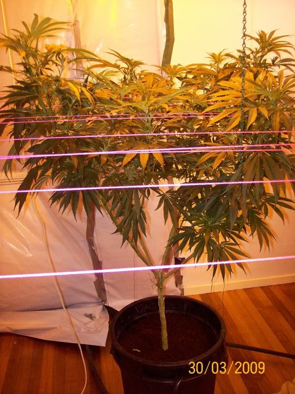 Plants136.jpg