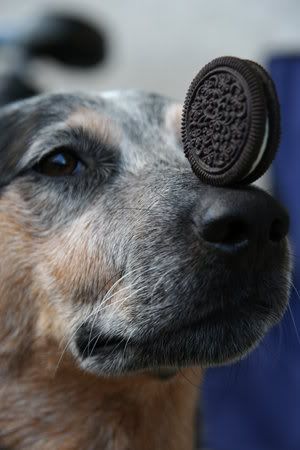 oreo.jpg