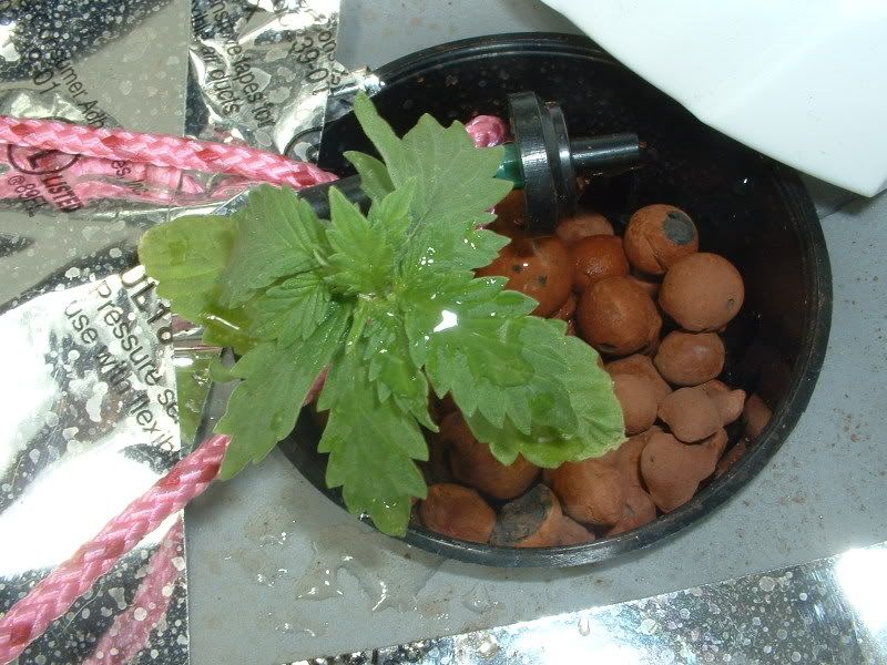 Picture007.jpg