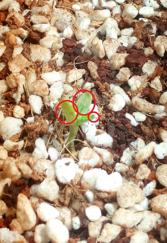plant222.jpg
