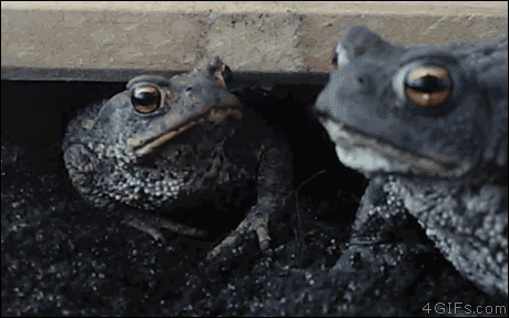 Toads-eat-worm.gif