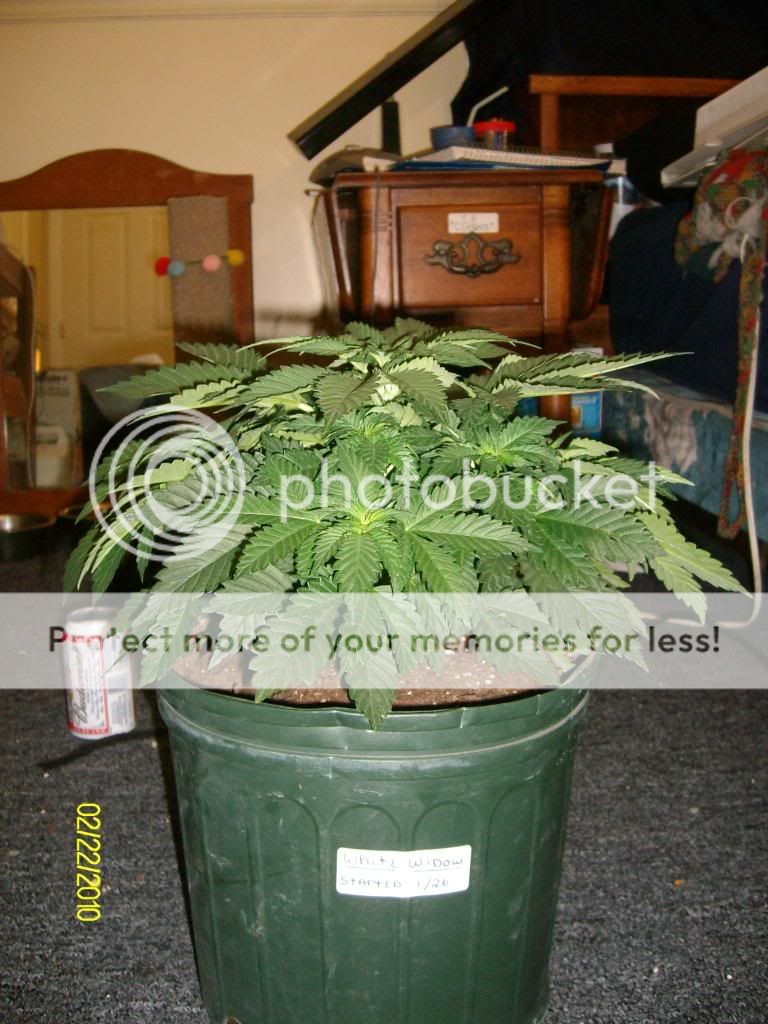 Day27-Day6Flowering2.jpg