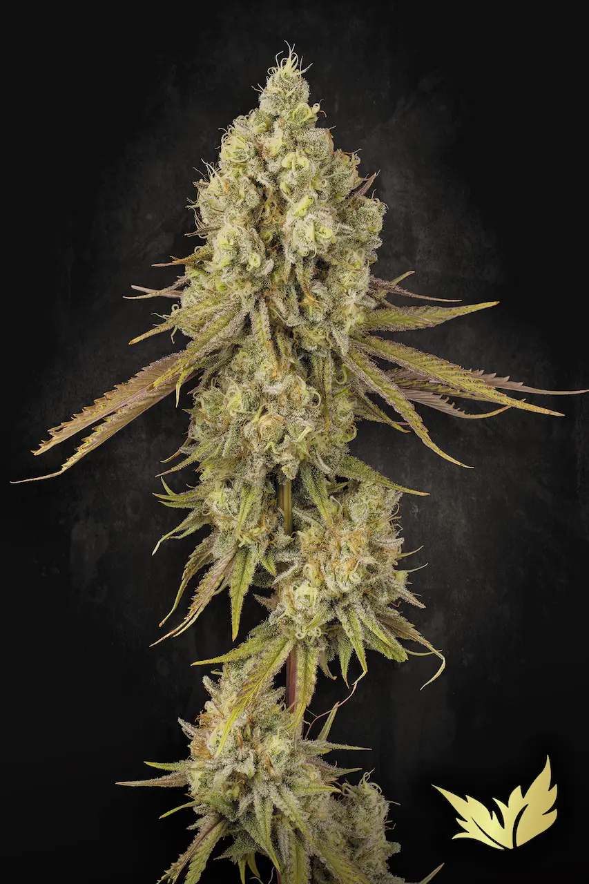 www.paradise-seeds.com