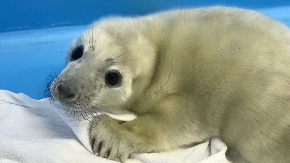 _105990107_sealrusok.jpg