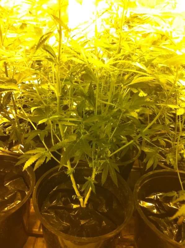 grow026.jpg