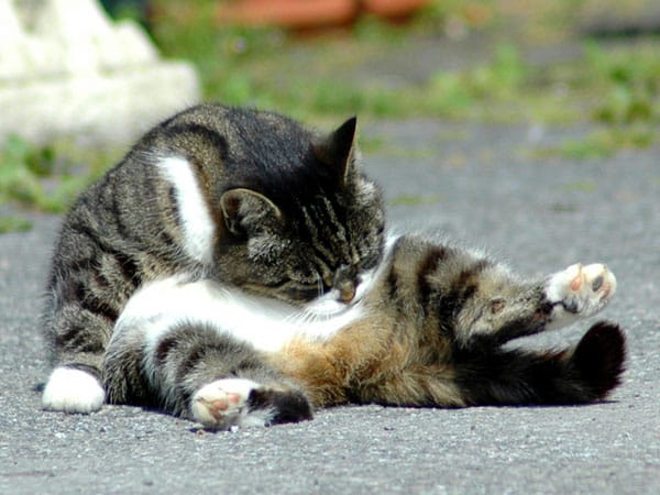 cat-licks-own-butt.jpg