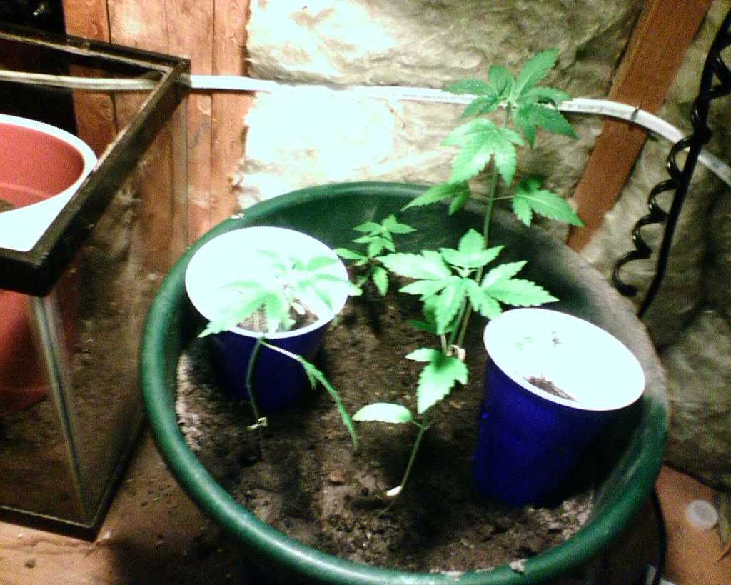 IMG00138.jpg