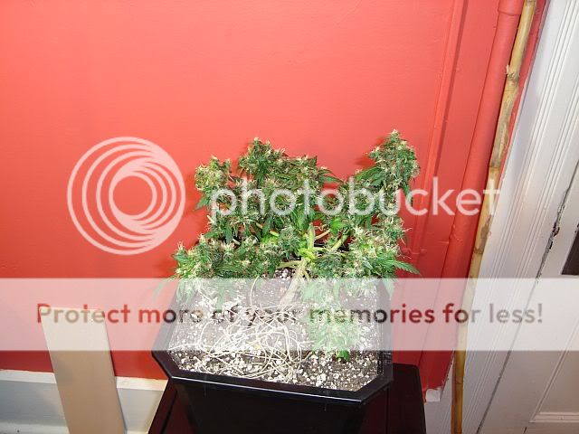 Chop3LST-chopped.jpg