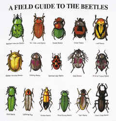 FG2Beetles.jpg