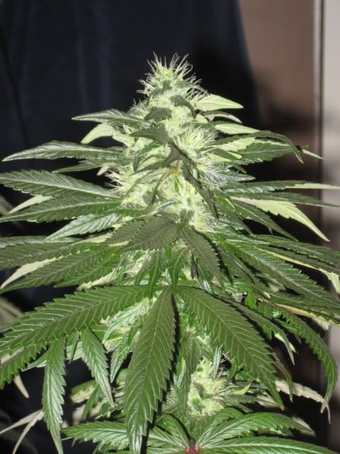 Plants012.jpg
