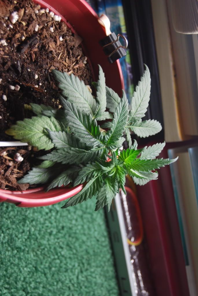 weed30001.jpg