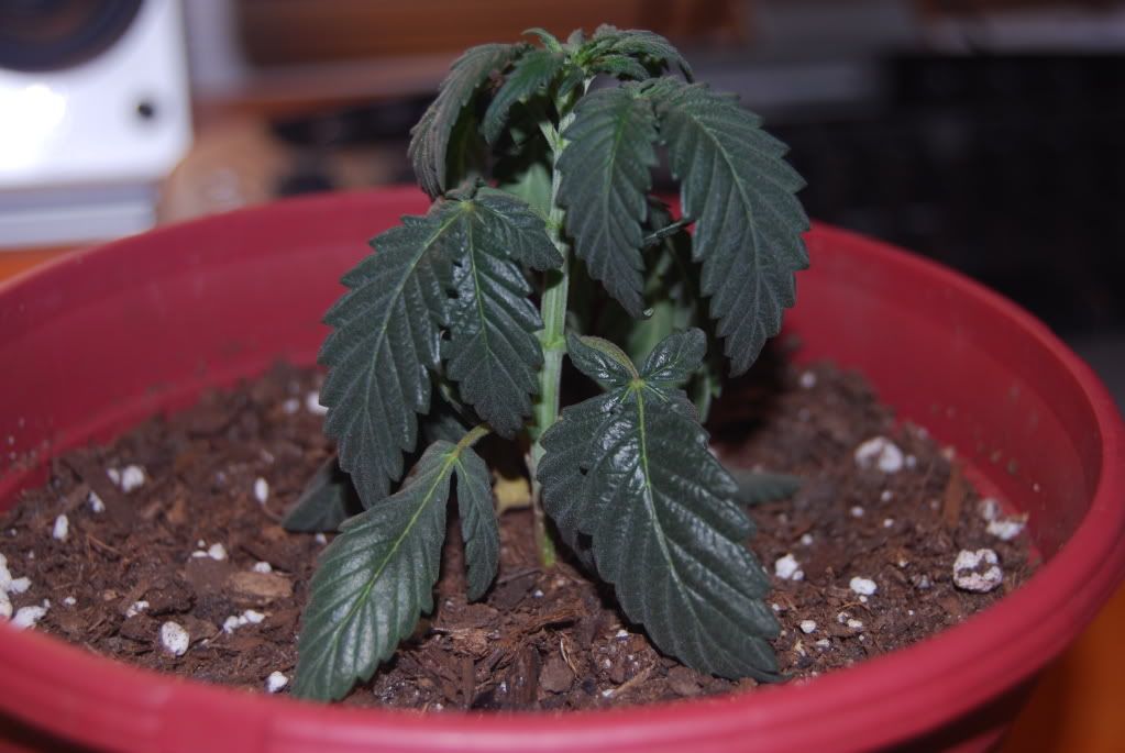weedproblem003.jpg