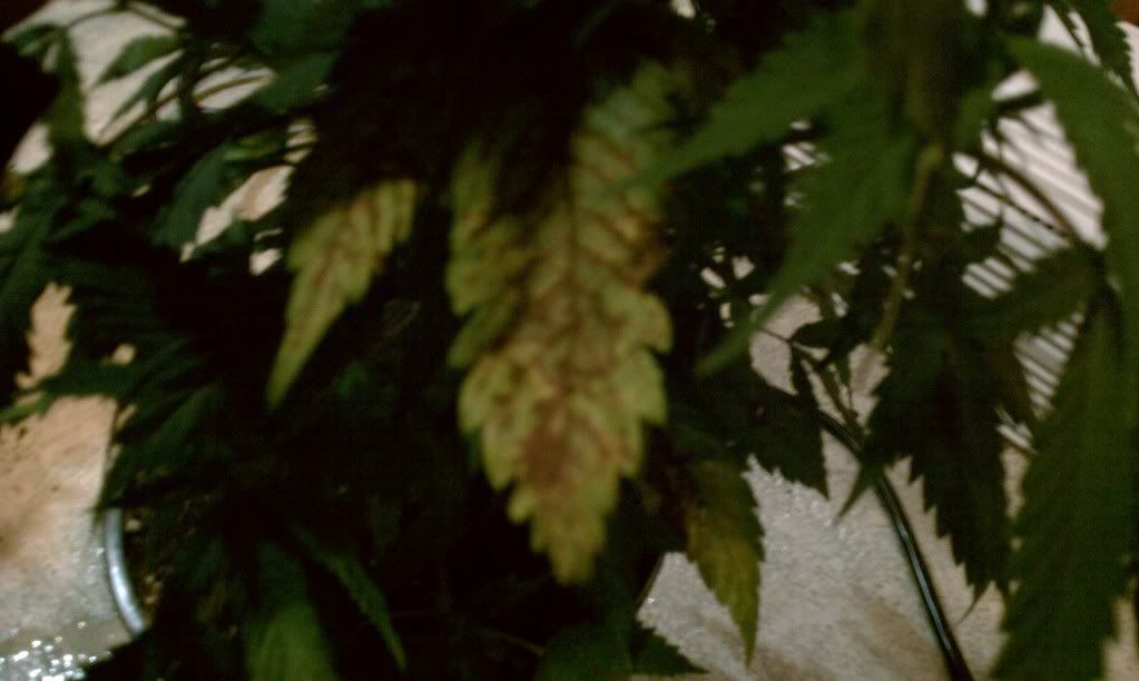 IMAG0177.jpg