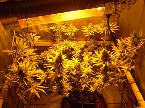 super-skunk-8-weeks-flower2.jpg