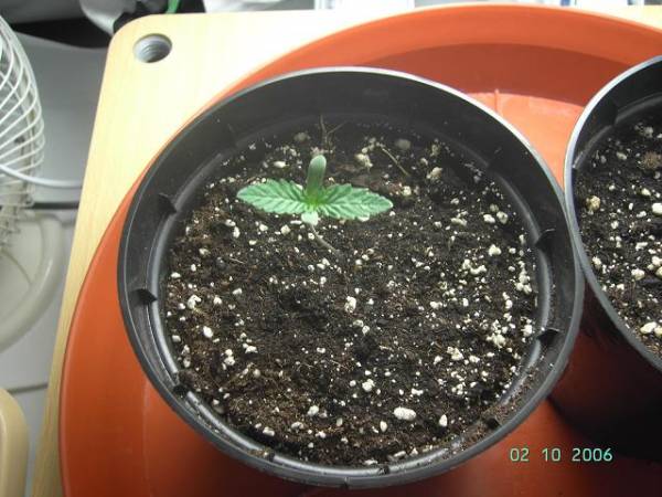 super-skunk-seedling.jpg