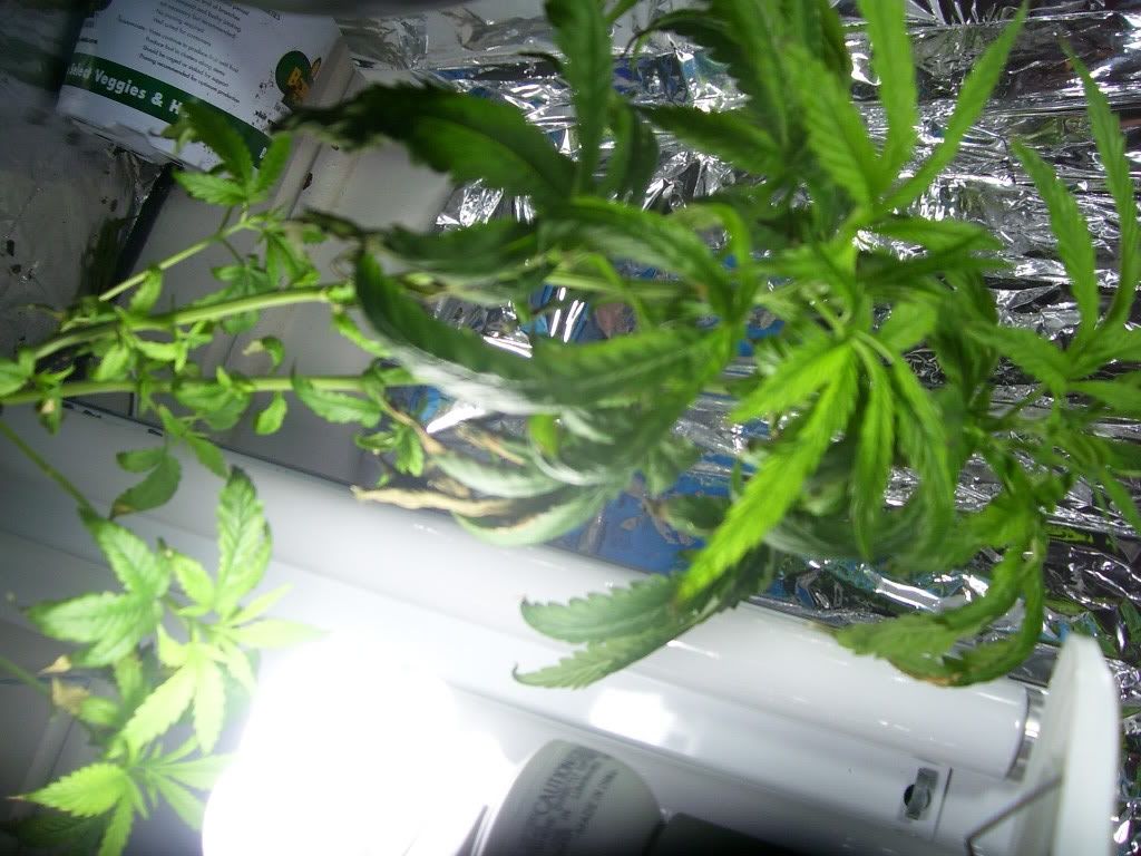 100_2951.jpg