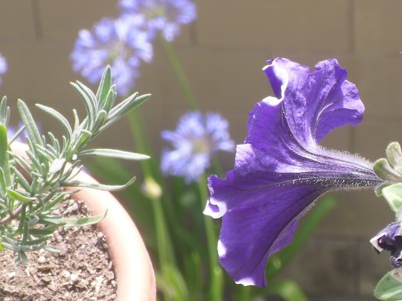 SDC10987.jpg