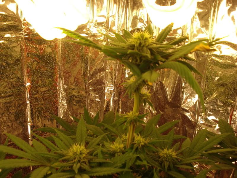 chron010.jpg