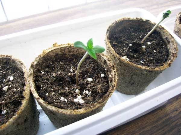 hashberry005.jpg