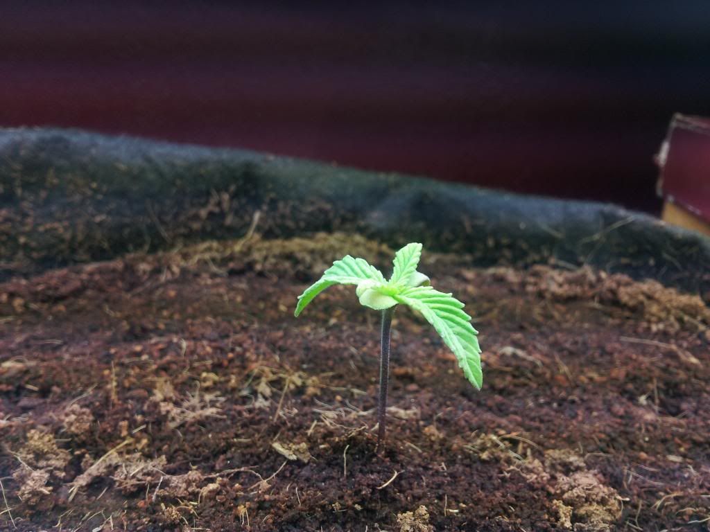 Axilla1wk1day.jpg