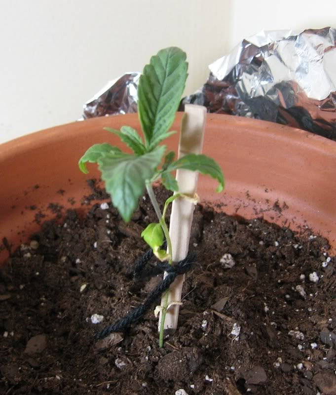Plant_3.jpg