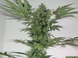 th_ghs_grow_0191.jpg