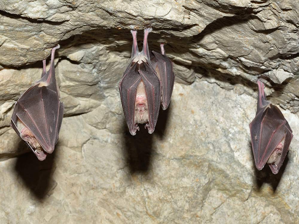 good-luck-charms-bats-china.jpg