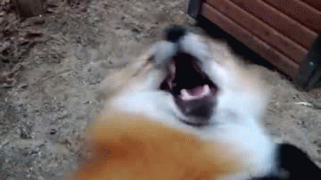 83045749.gif