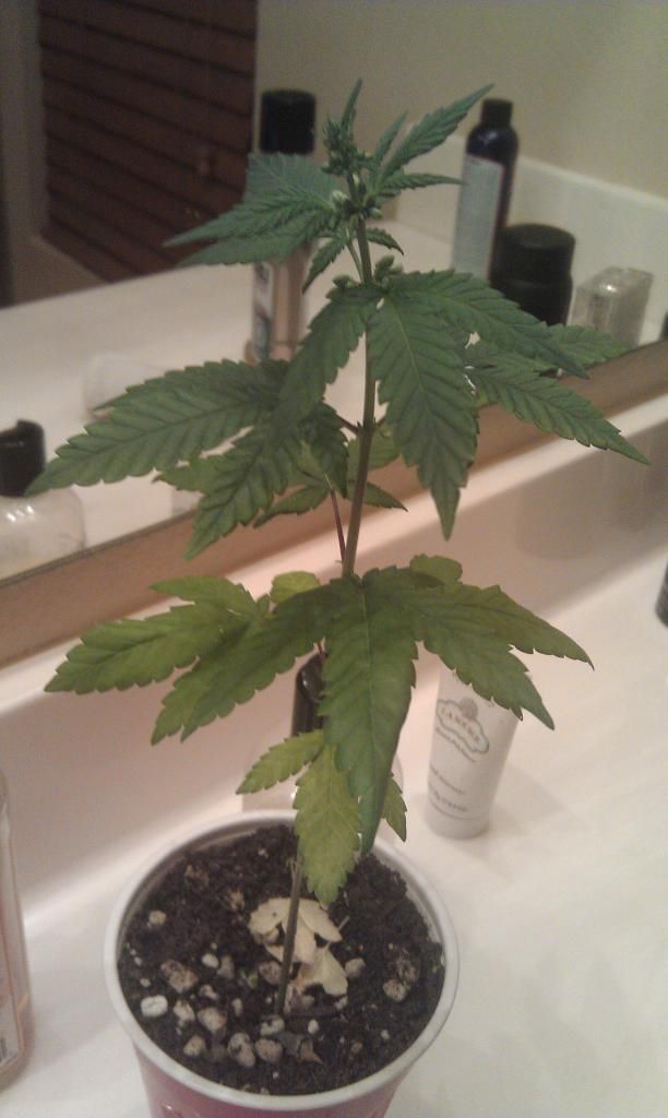 IMAG0303_zps6dccbc49.jpg