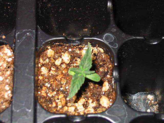 r2.jpg