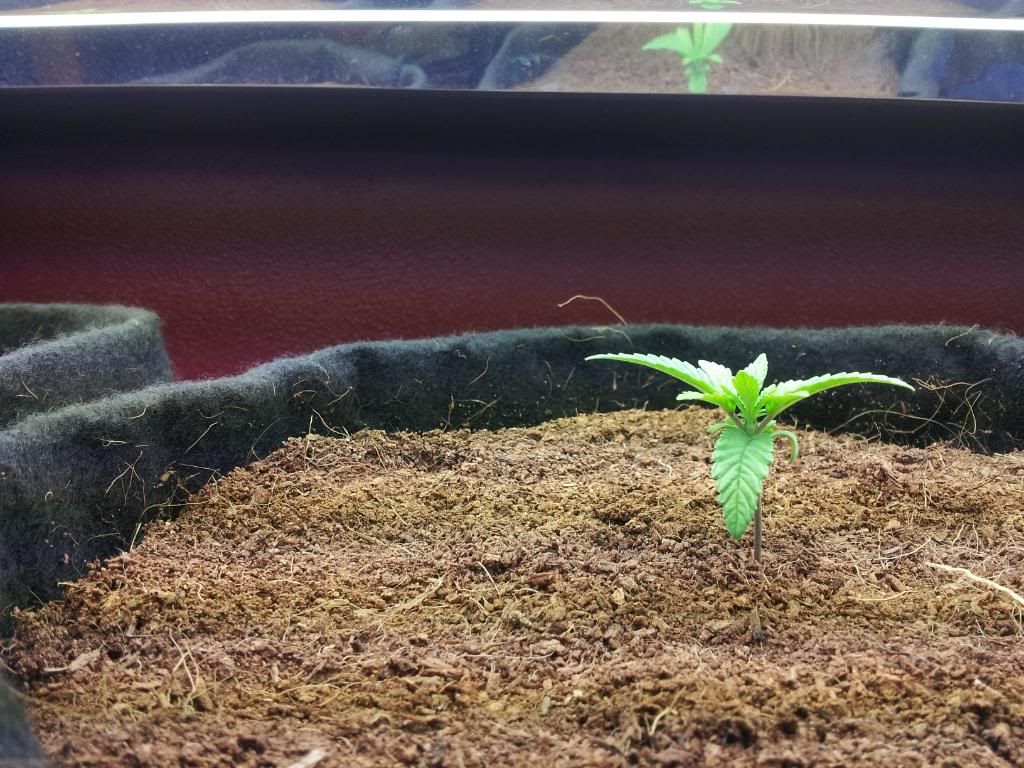 SuzyG2wks4days.jpg