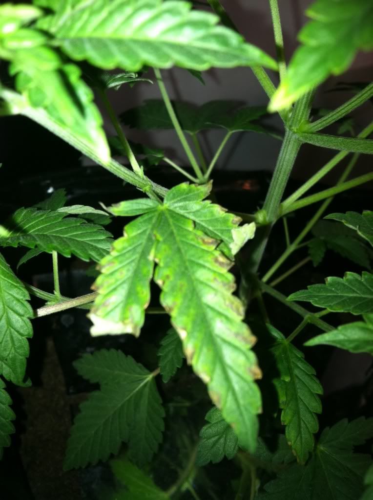 thc1.jpg