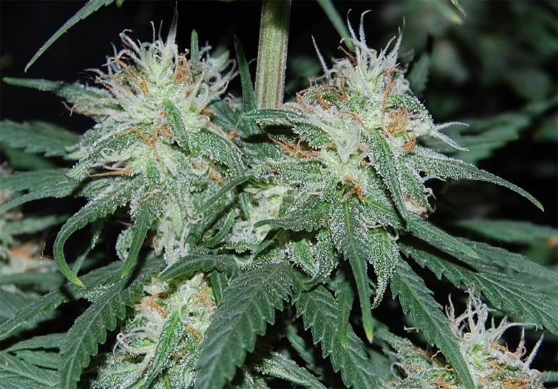 sour_lower_buds_close.jpg