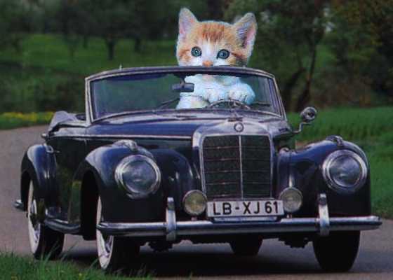 CarCat.jpg