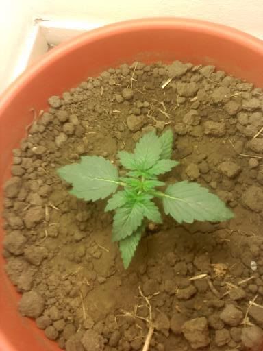 plant2.jpg
