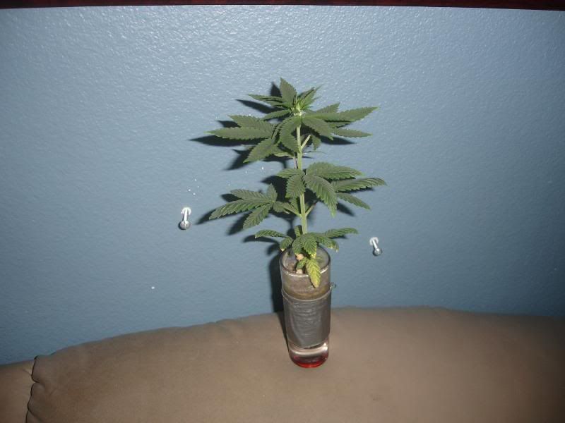 ncuagf7uhjs007.jpg