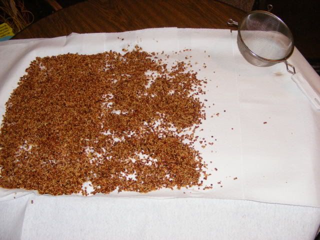 mushroomstuff006.jpg