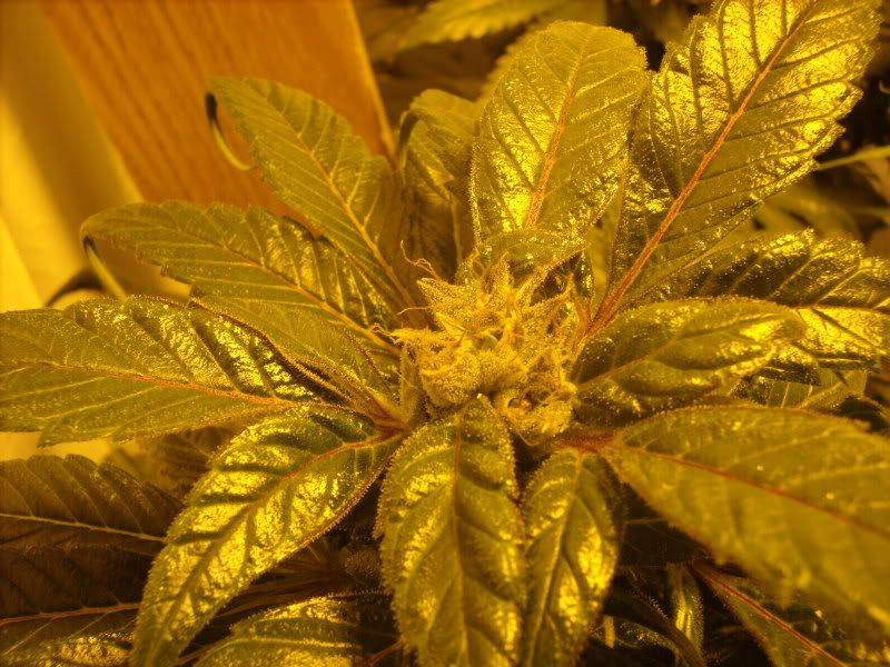 plants17004.jpg