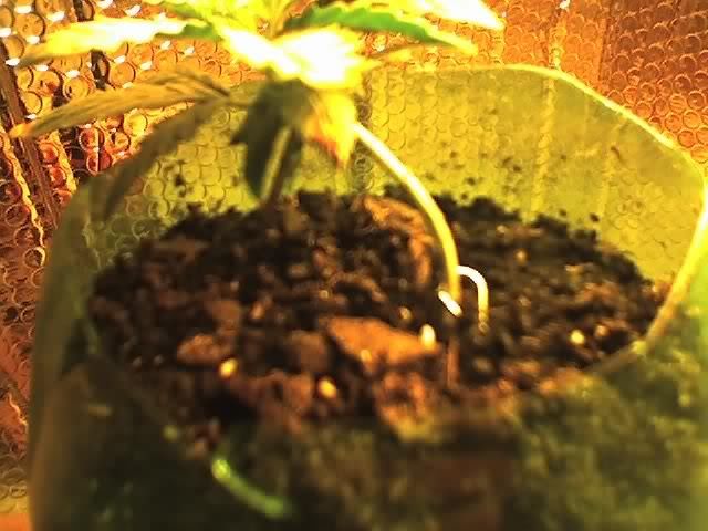 04-20-07_2215.jpg