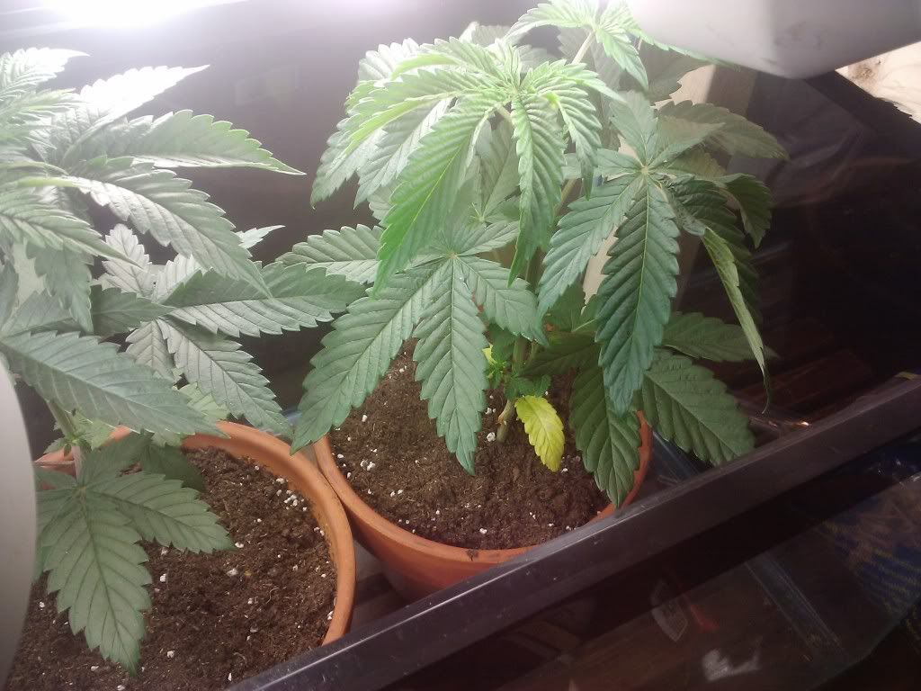 2011-07-03151209.jpg