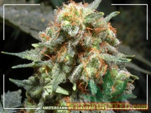 medijuana-big-300x225.jpg