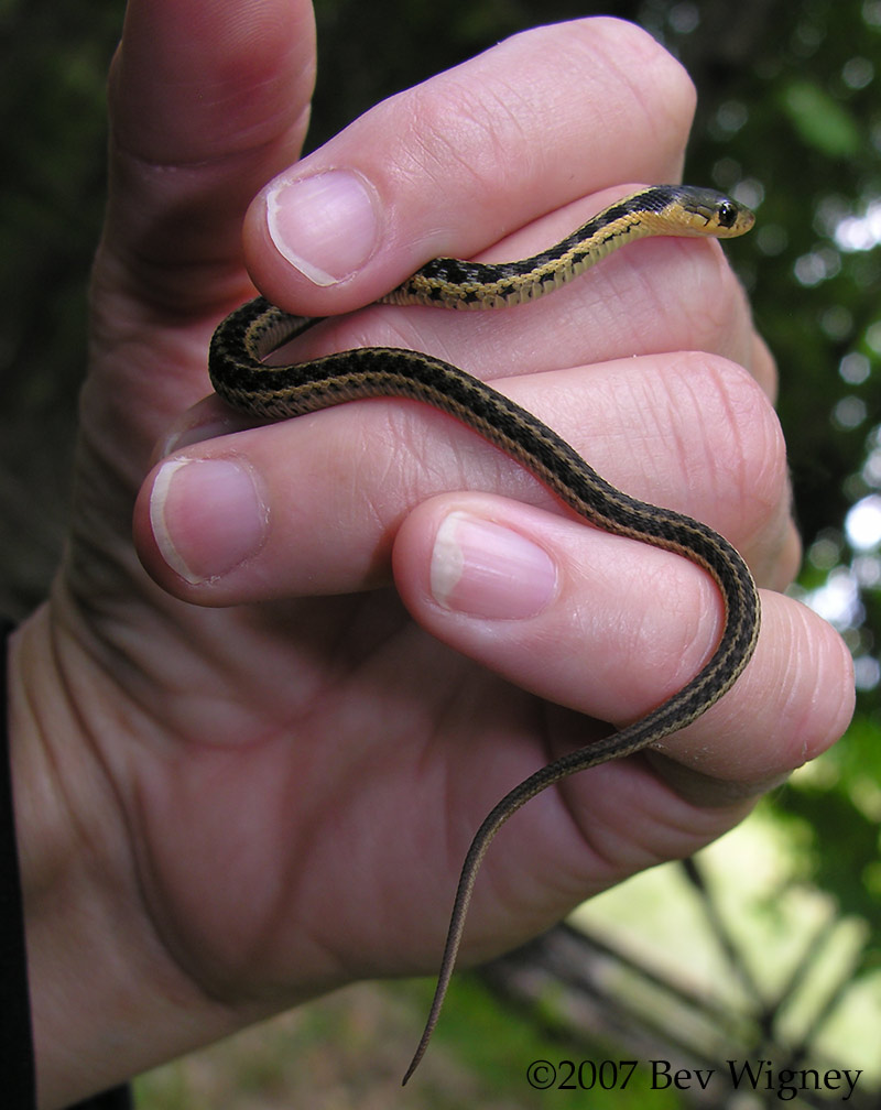 baby-gartersnake-large.jpg