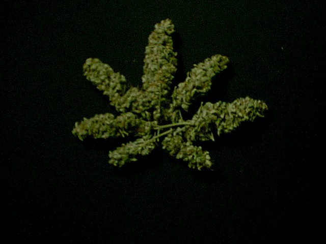 pot%20leaf.JPG