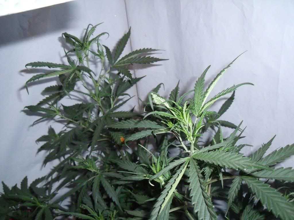 plant1.jpg