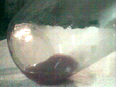 agentlemon1.gif