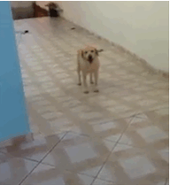 84200825.gif