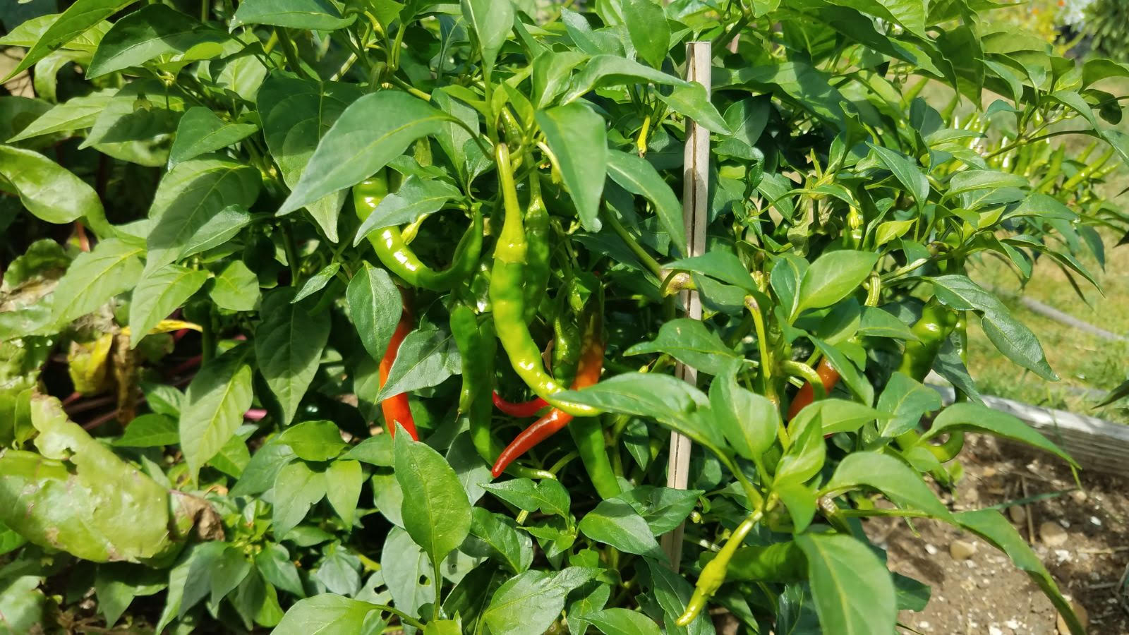 cayenne.jpg