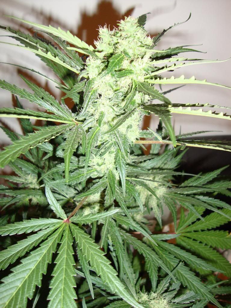 5weeks010.jpg